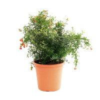 Гранат Нана Gracilissima купить