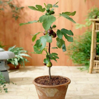 Инжир Карика Turca купить