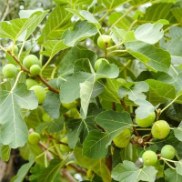 Инжир Карика Доттато купить