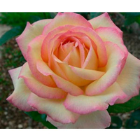 Троянда чайно-гібридна Peace (Піс) купить