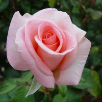 Роза чайно-гибридная Соло Пинк купить