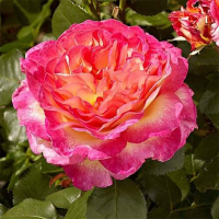 Роза чайно-гибридная Горджес купить