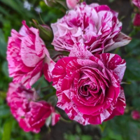 Роза чайно-гибридная Папагено купить