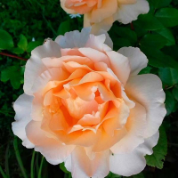 Троянда чайно-гібридна Казанова купить