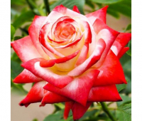 Роза чайно-гибридная Императрица Фарах купить