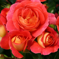 Роза флорибунда Гебрюдер Гримм купить