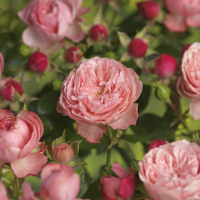 Троянда мікс купить