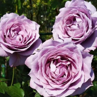 Роза флорибунда Новалис rustique купить