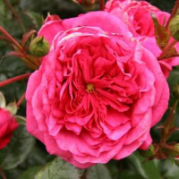 Роза плетистая Laguna (Лагуна) купить