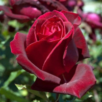 Роза плетистая микс купить