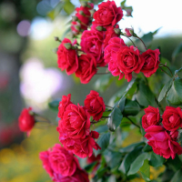 Роза плетистая Симпати купить