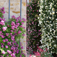 Роза плетистая микс купить