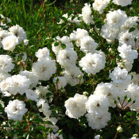 Роза почвопокровная Seafoam (Сиафом) купить