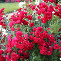 Роза почвопокровная Скарлет Мейландекор купить