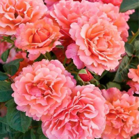 Роза парковая Августа Луиза купить