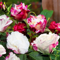 Роза парковая Луиза Багнет купить