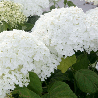 Гортензия древовидная Аннабель купить
