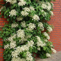 Гортензия черешковая Golden Touch купить