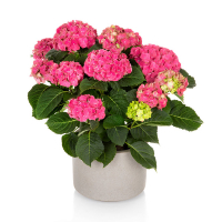 Гортензия крупнолистная Roze купить