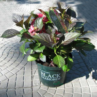 Гортензия крупнолистная Black Diamonds купить