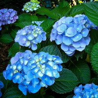 Гортензія крупнолистова мікс купить