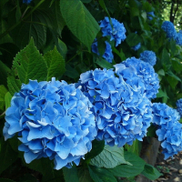 Гортензія крупнолистова Forever&Ever мікс купить