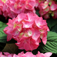 Гортензія крупнолистова Діва Ф'єре купить