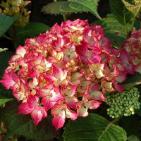 Гортензія крупнолистова Selma купить