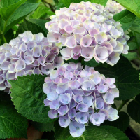 Гортензія крупнолистова Magical Four Seasons купить