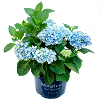 Гортензія крупнолистова Magical Four Seasons купить