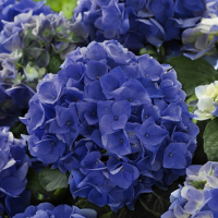 Гортензія крупнолистова Music Collection мікс купить