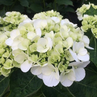 Гортензія крупнолистова мікс купить