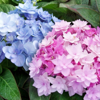 Гортензия FLAIR&FlAVOURS міх 30/40 с5 купить