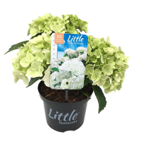 Гортензія крупнолистова Little XS мікс купить