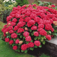Гортензія крупнолистова RED BARON купить