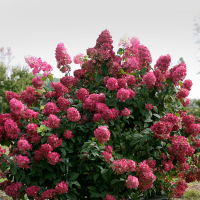 Гортензія мітловидна Фаєр Лайт купить