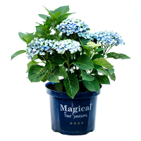 Гортензія крупнолистова Magical Four Seasons купить