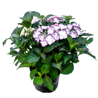Гортензия крупнолистная Royalty Collection микс купить
