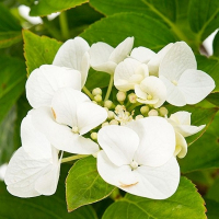 Гортензія крупнолистова Benxi купить