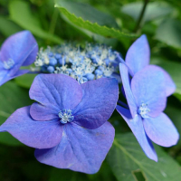 Гортензія крупнолистова Блю Скай купить