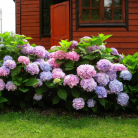 Гортензія крупнолистова купить