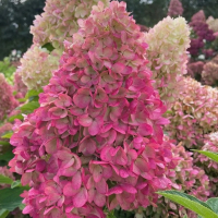 Гортензія мітловидна Гарденлайт купить