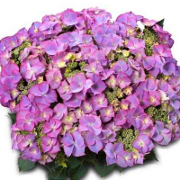 Гортензия крупнолистная Тиффани Пёрпл купить