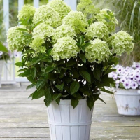 Гортензія крупнолистова Уайтлайт купить