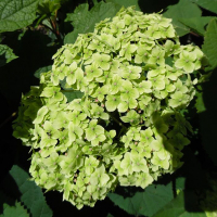 Гортензія деревоподібна Лайм Рікі купить