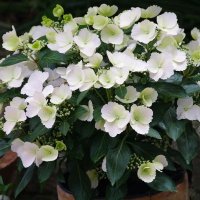 Гортензія крупнолиста Runaway Bride купить