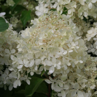 Гортензія мітловидна Фантом купить