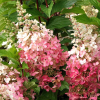 Гортензія мітловидна Пінкі Вінки купить