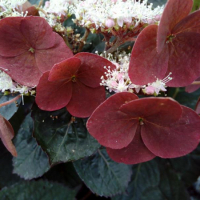 Гортензія пильчаста Daredevil купить