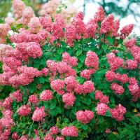 Гортензія мітловидна Меджикал Файер купить